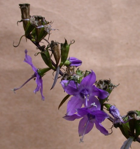 Galloway and Burgess image