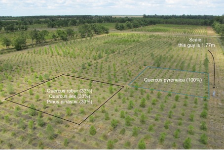 Figure 1: Overview of the ORPHEE experiment showing two examples of plots corresponding to two different tree species assemblages.