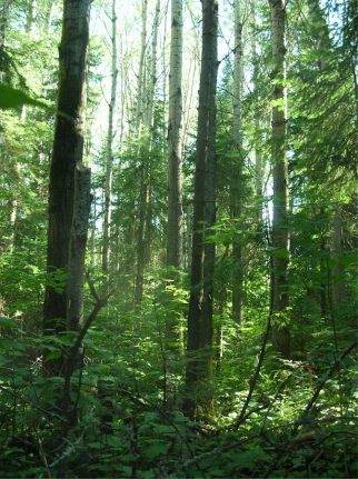 Photo by Danielle Charron