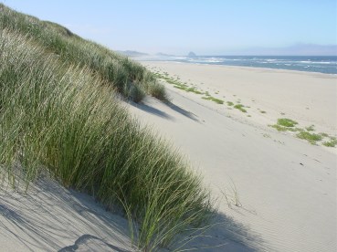 Foredune dominated by Ammophila arenaria, near Sand Lake, Oregon