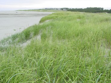 Foredune dominated by Ammophila breviligulata, Long Beach Peninsula, Washington