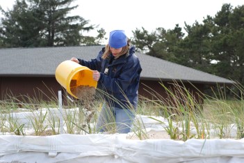 Sand supply in beach grass mesocosm experiment