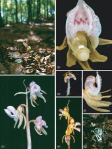 Biological Flora of the British Isles: Epipogium aphyllum Sw. by Taylor & Roberts. 