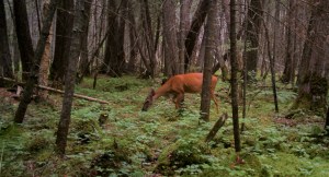 Credit: Ramana Callan, White-tailed deer (Odocoileus virginianus) foraging in a Northern White Cedar (Thuja occidentalis) stand in northern Wisconsin. 
