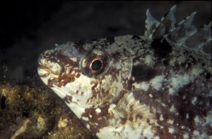 Editor's Choice 102.6 rabbitfish