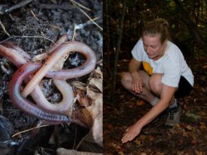 Lumbricus terrestris and Annise Dobson (photo credit: Grant Dobson)