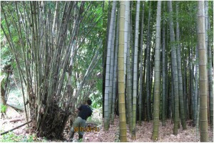 Typical pachymorph (left) and leptomorph (right) type bamboos (photo credit: (left) Akifumi Makita, (right) Yoshihisa Suyama)