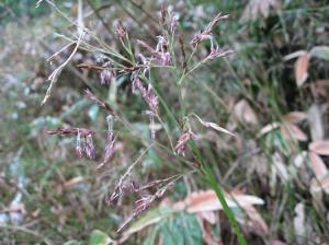 An inflorescence of dwarf bamboo, Sasa veitchii var. hirsuta (photo credit: Ayumi Matsuo)
