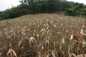 Simultaneous withering after flowring of Sasa veitchii var. hirsuta (photo credit: Yoshihisa Suyama)