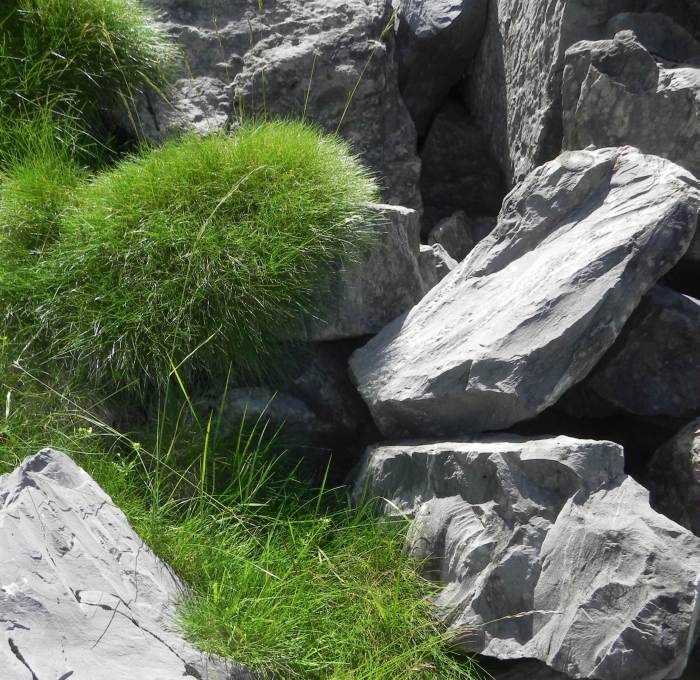 The two phenotypes of Festuca gautieri in their natural habitats at La Pierre Saint Martin (Atlantic Pyrenees, France): tight cushion in rocky convex topography (upper cushion) and loose cushion in concave topography (lower cushion).