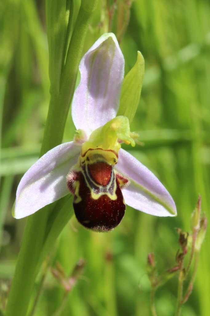 Bee orchid (Ophrys apifera)