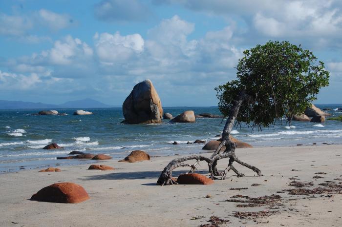 B. Life at the ocean edge. Iron Range National Park, QLD, Australia. Photo by Amy E. Zanne.