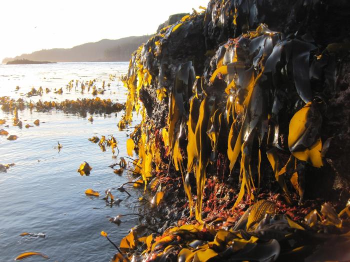 Whether on the land or in the sea, plants are an intimate part of biogeochemical cycling. An April sunrise overlooking a diversity of red and brown algal species during low tide on Tatoosh Island, WA, USA, owned by the Makah Tribal Nation. Photo by Orissa Moulton. 