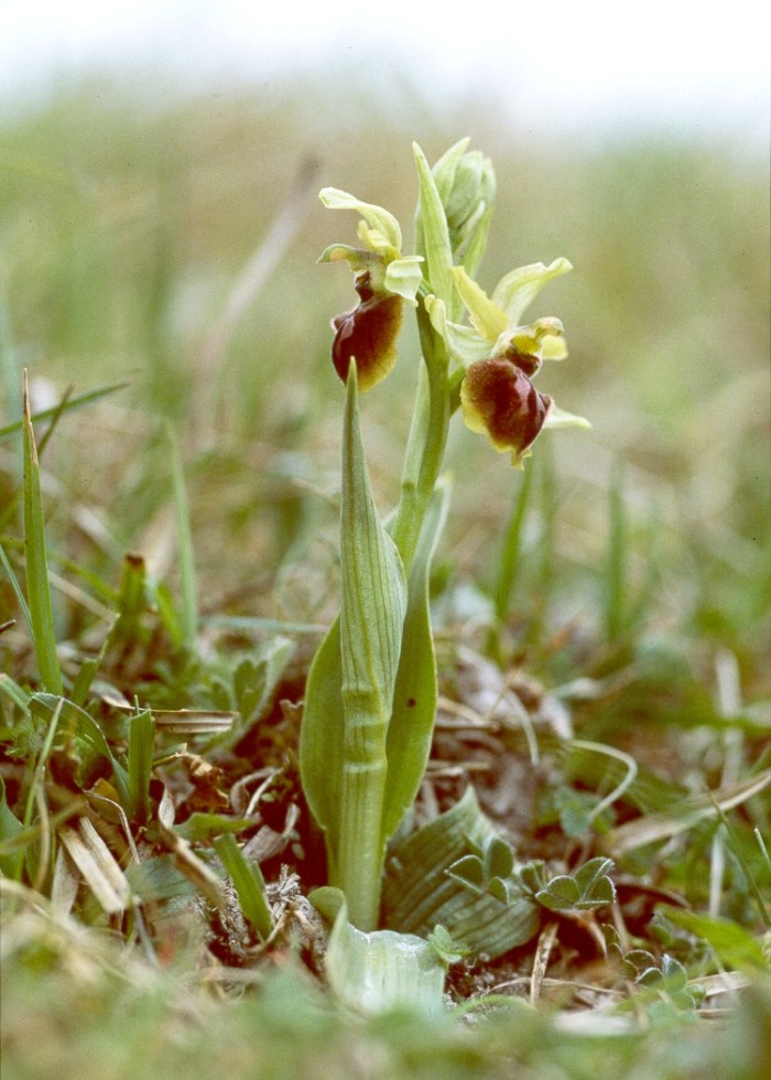 Early spider orchid (Ophrys sphegodes)