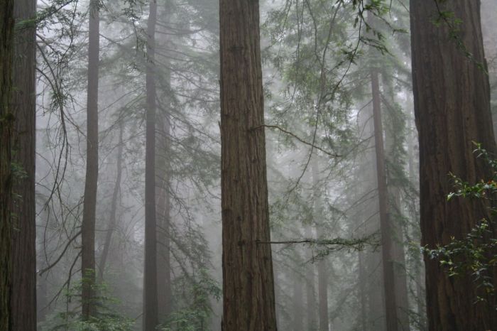 Redwood forest 1