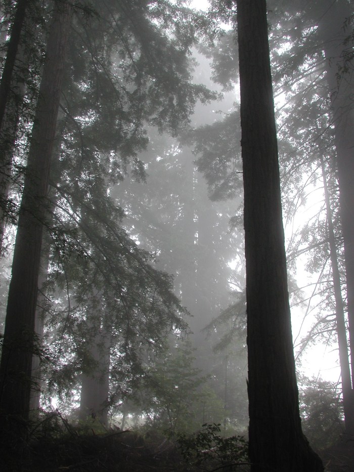 Redwood Forest 2