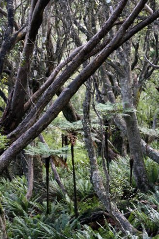 fernsmurchison-tanentzap