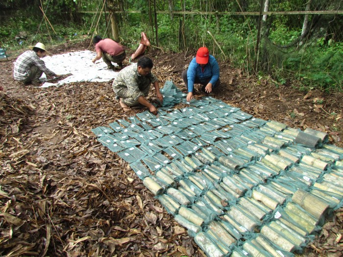 One of the tropical litterbed blocks for comparing wood decomposability of many bamboo and eudicot species_ 2012.