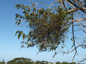 Mistletoe on fiddlewood Caraballo