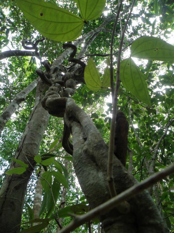 Lianas stifle tree fruit and seed production in tropical forests |