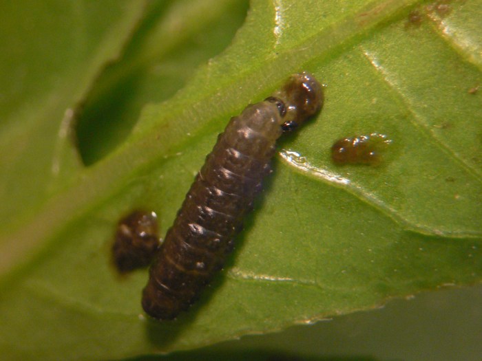 Host plant aligatorweed and larval flea beetle1