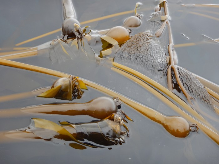 Pfister_close_up of 2 kelp forest species