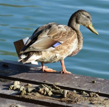 Mallard-Attila-Molnár-V-University-of-Debrecen-710x692