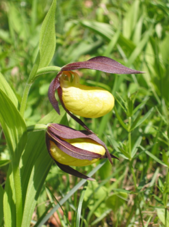 Screen Shot 2018-03-16 at 11.22.16 (2)