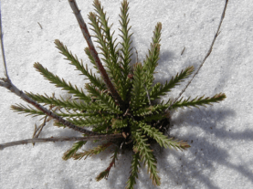 Screen Shot 2018-05-06 at 12.09.05