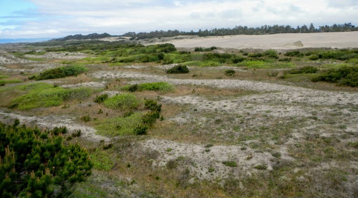 Lanphere Dunes