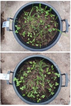 species diversity pots