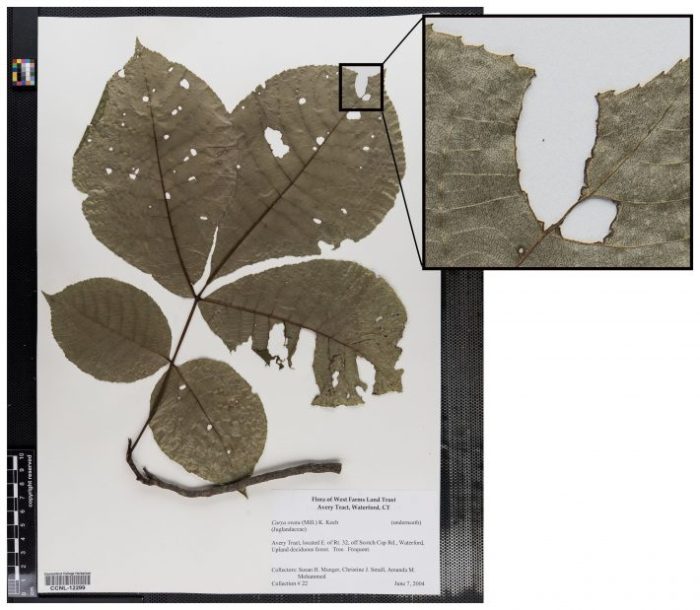 Herbarium-specimen-with-insect-damange-Emily-Meineke-Harvard-University-1-710x619