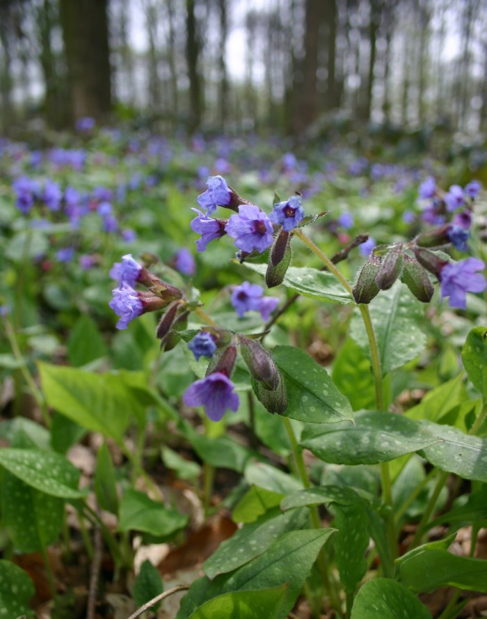 pulmonaria officinalis
