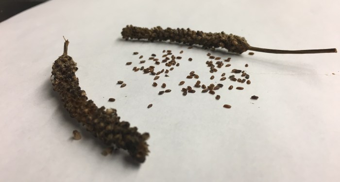 seeds