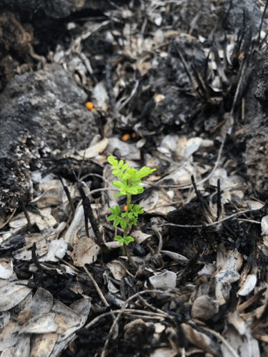 Screen Shot 2019-04-10 at 10.32.30