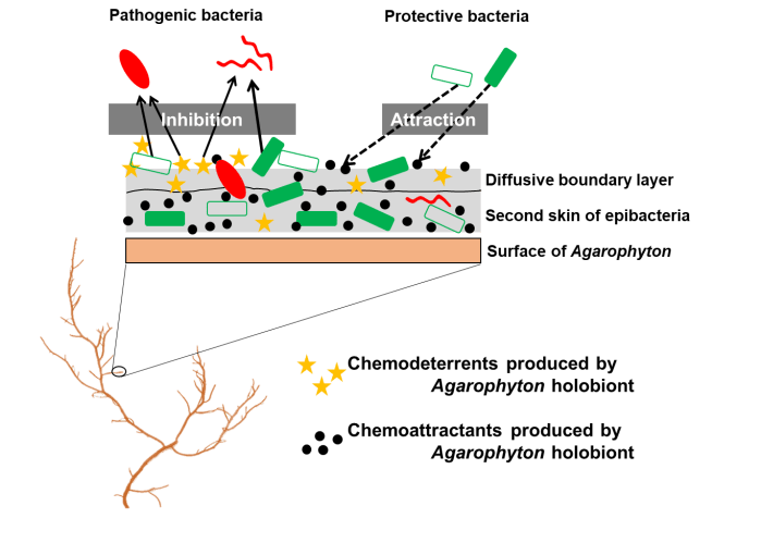 microbial_gardening