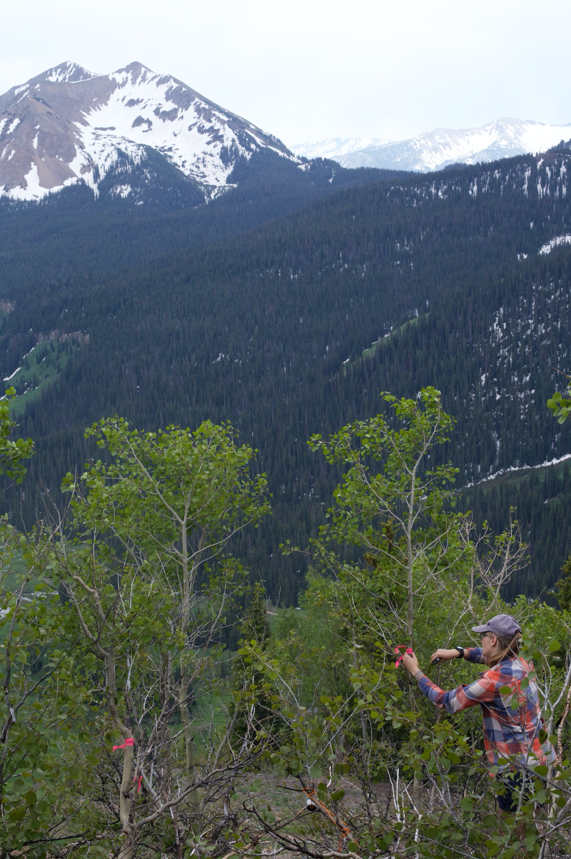 Jolanta Rieksta installs plots on the south ridge of Mount Bellview in western Colorado.