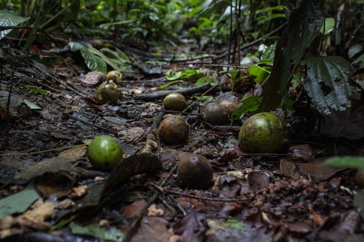 hawes - Fruits-on-the-forest-floor-Marizilda-Cruppe-Rede-Amazônia-Sustentável