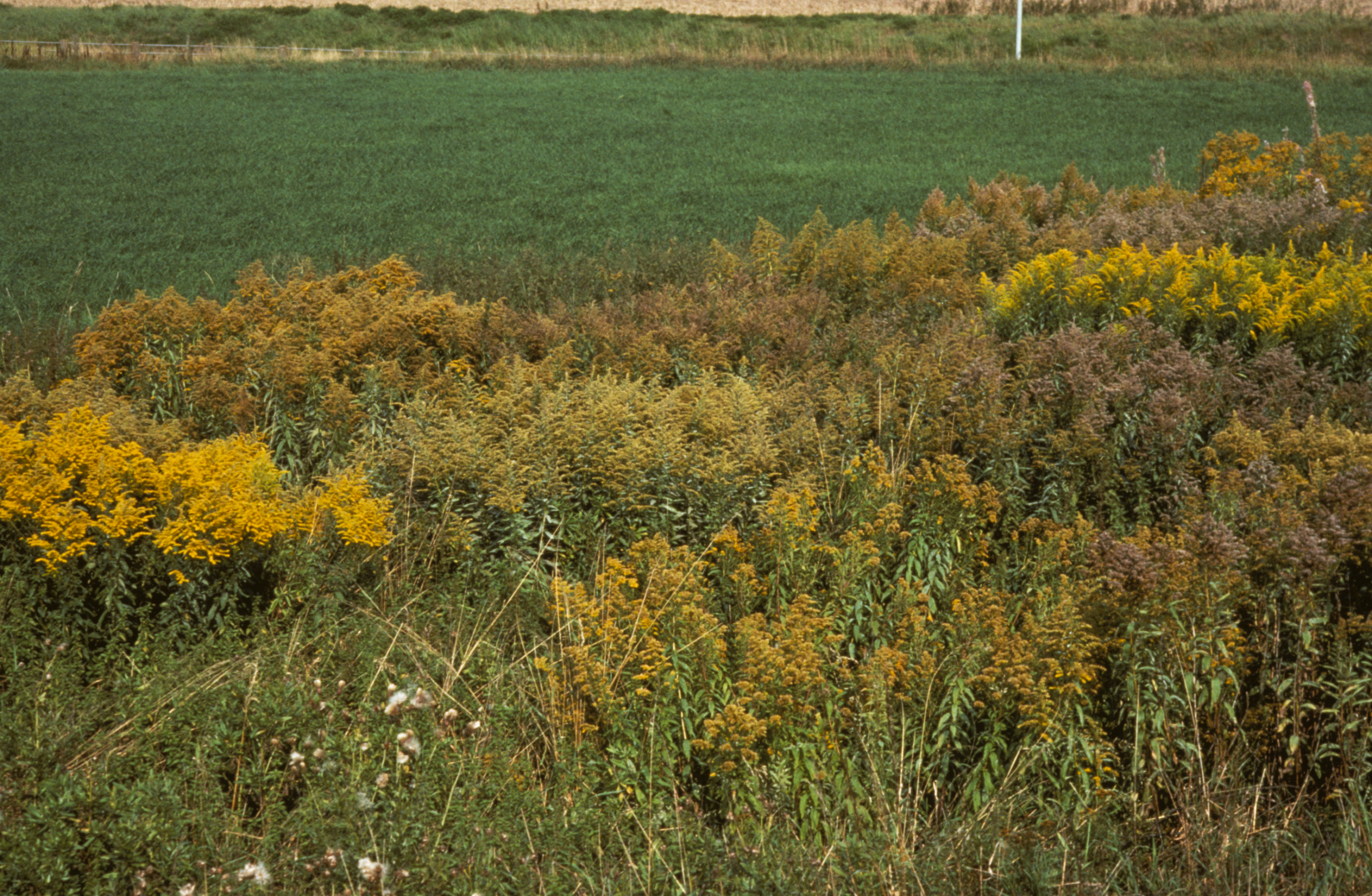 Fig3SolidagoFlowering