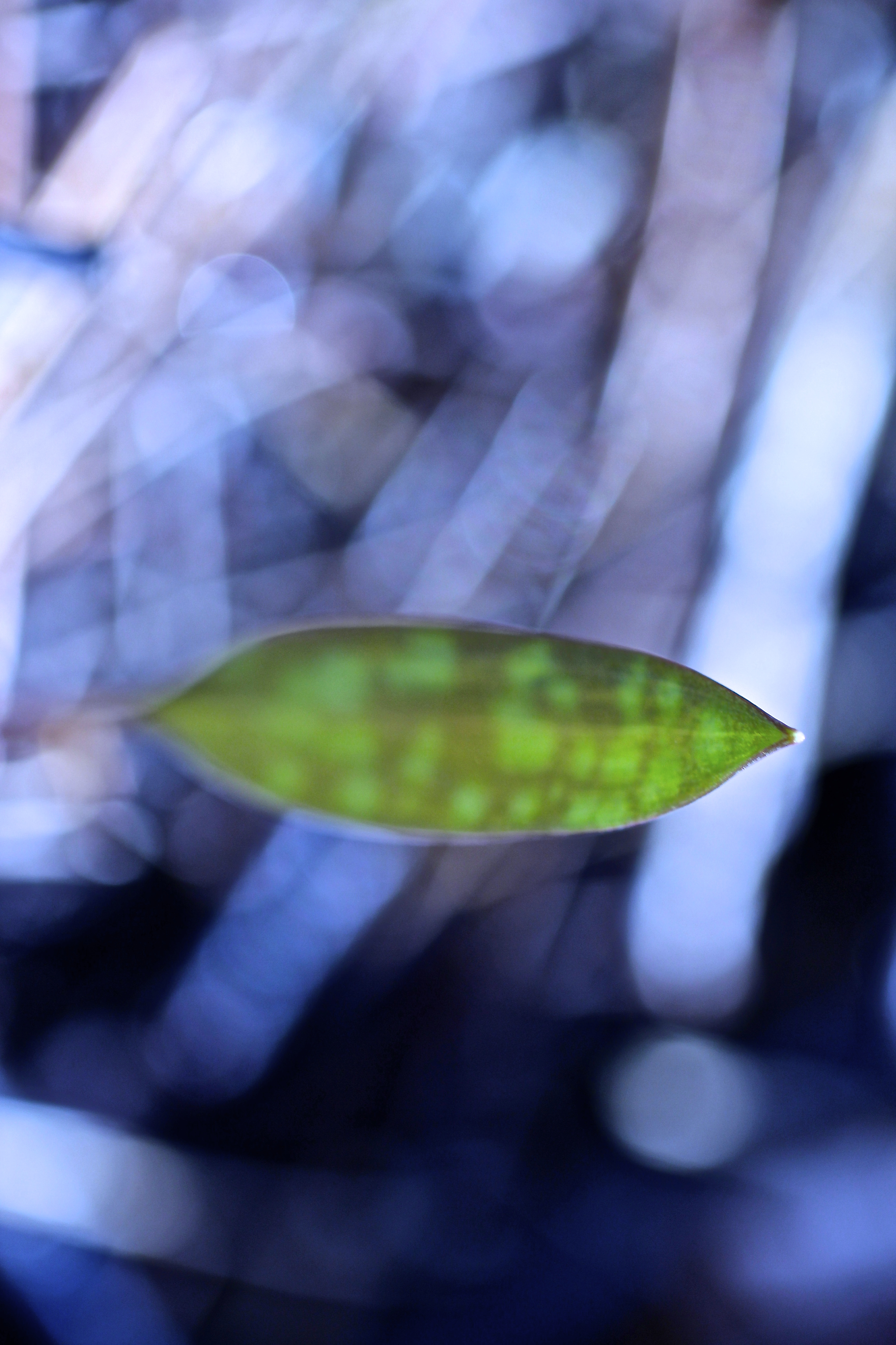 Erythronium americanum (credit: Kerissa Fuccillo Battle)