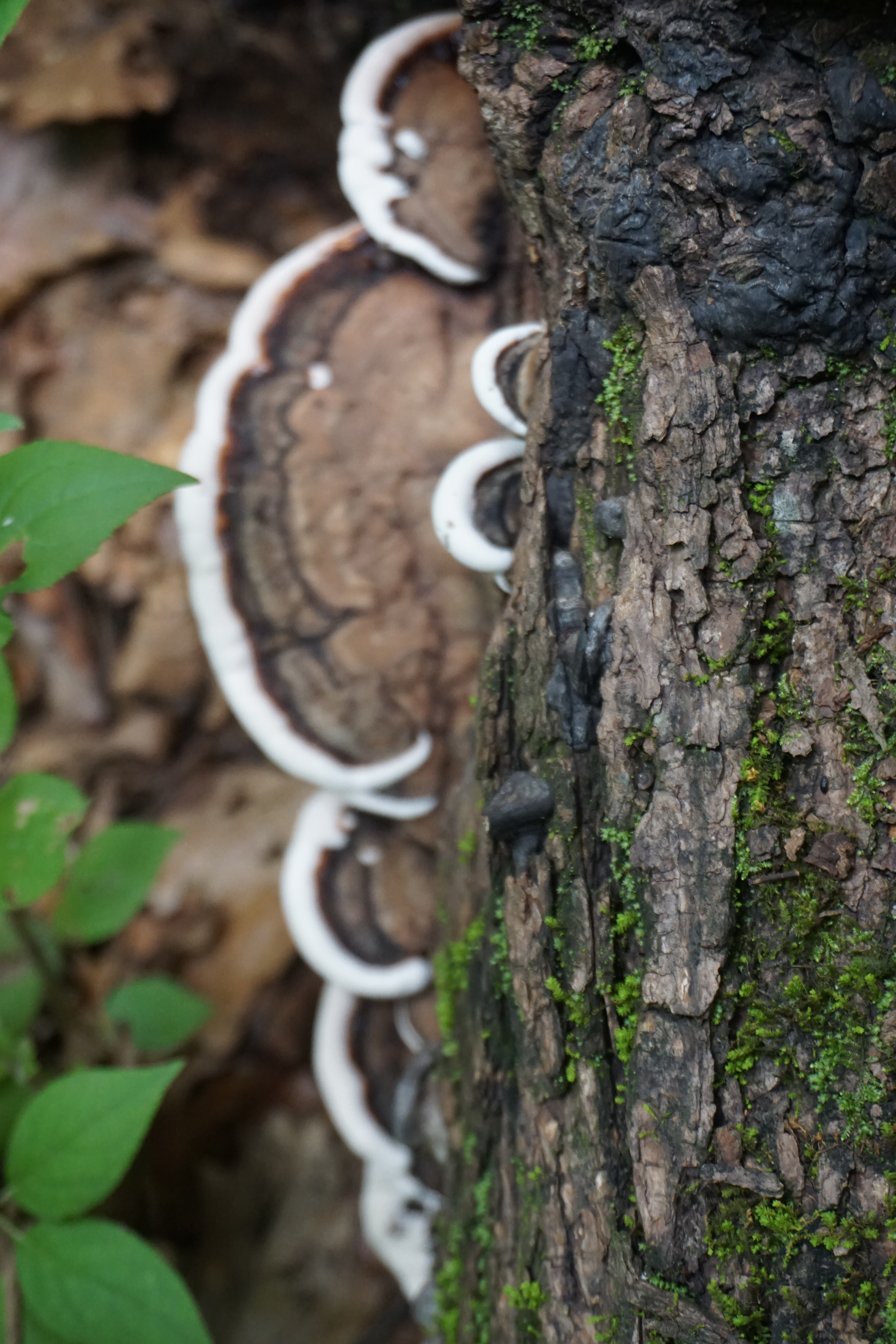 Fungi on deadwood (credit: Chenhui Chang)