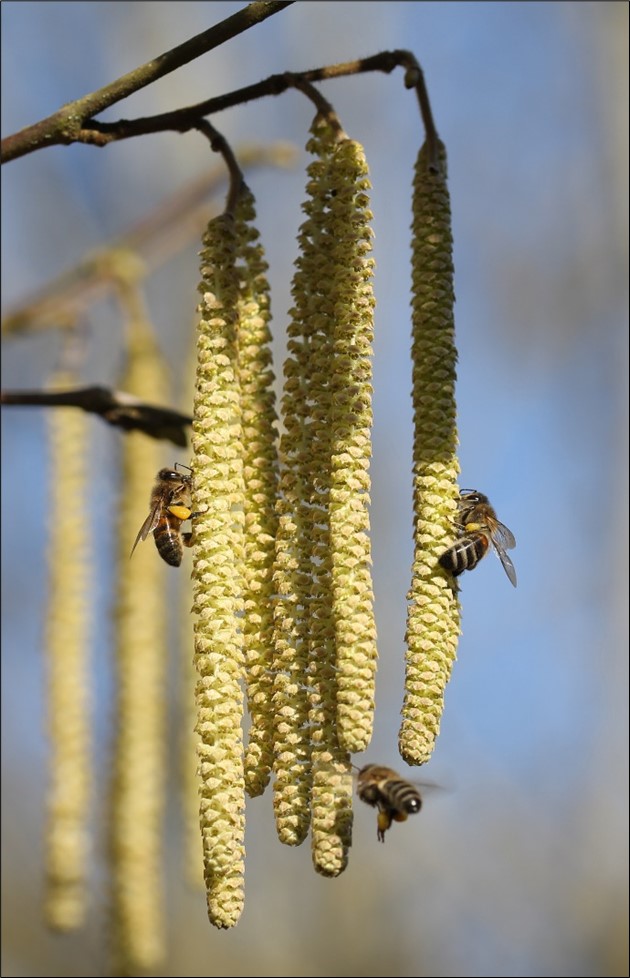 C. avellana (credit: Stewart Belfield)