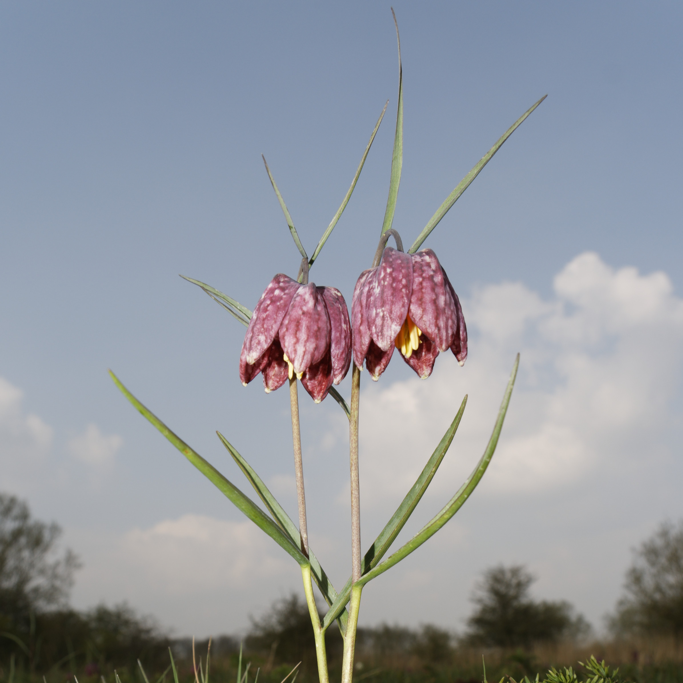 Snake’s Head Fritillary, Fritillaria meleagris (credit: Michael Dodd)