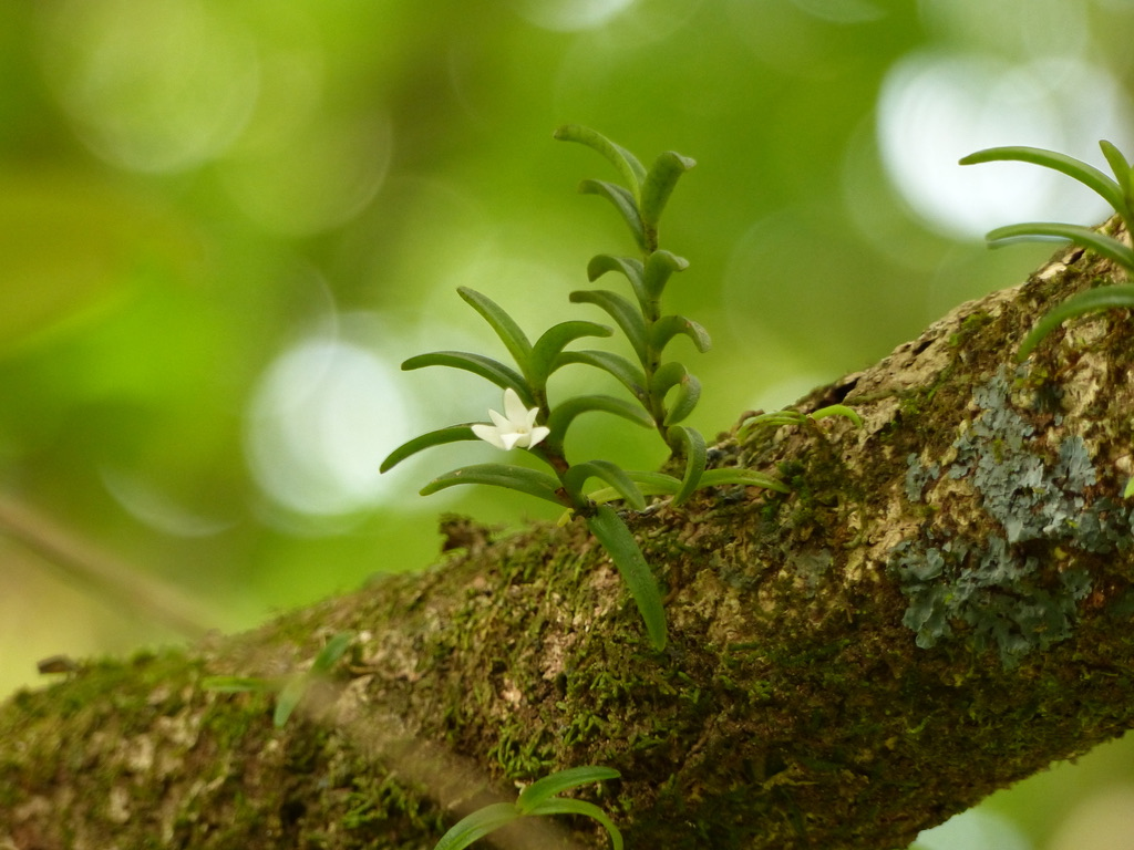 Angraecum pectinatum (credit: Rémi Petrolli)