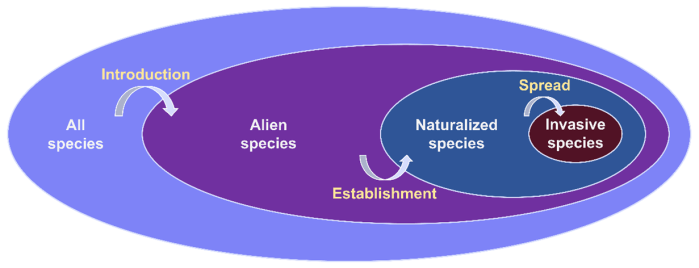 Local native species with global naturalization success can be strong ...