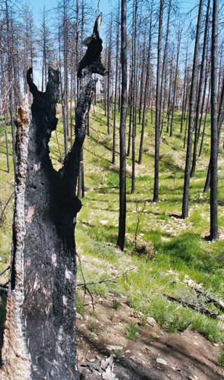 How disturbance affects demographic trade-offs: Some responses from temperate forests