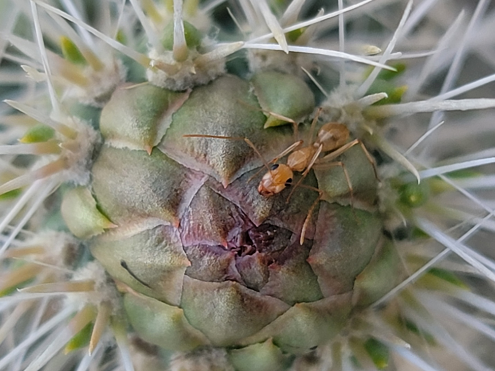 Experimental resource supplementation shifts ant-mediated defense on silver cholla