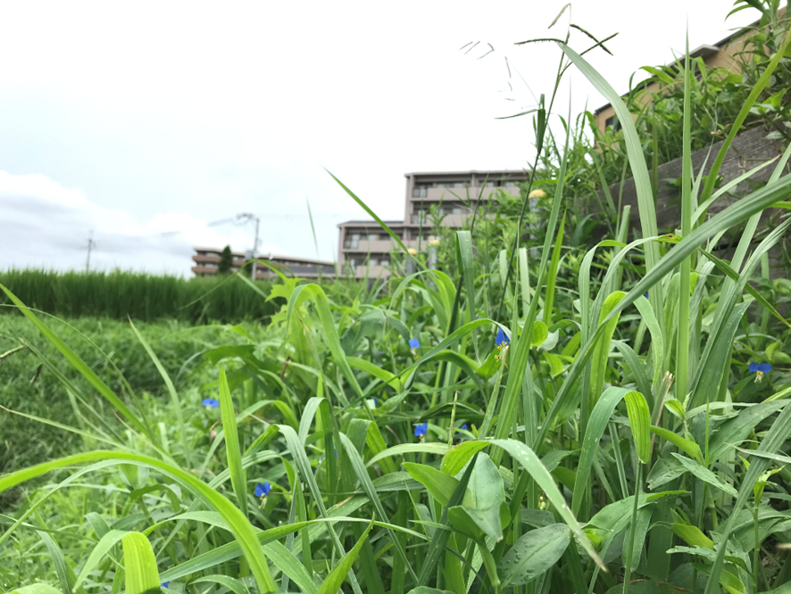 Diverse city lives of Asiatic dayflowers in a Japanese megacity