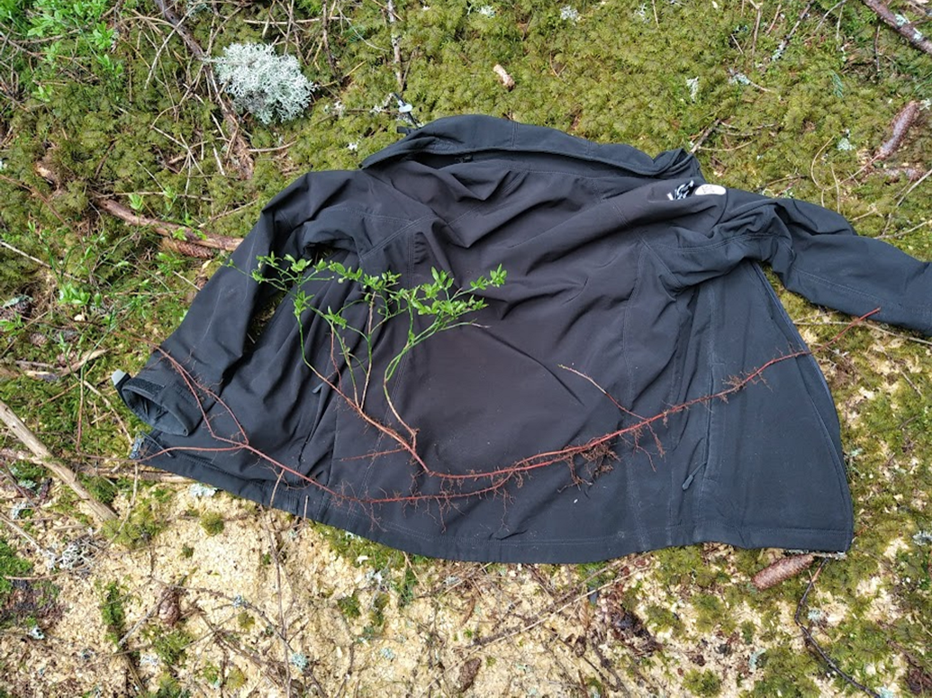 How the strategies of bilberry roots to access nutrients vary at small scales and with changes in nutrient availability