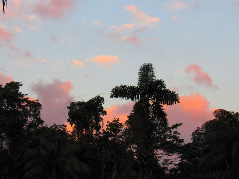 Understanding how functional traits define tree species dominance in Amazonian forests